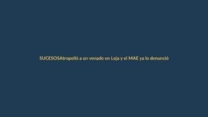 Atropelló a un venado en Loja y el MAE ya lo denunció: la sanción podría superar los $10.000