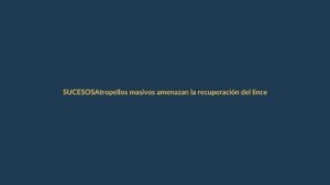 Atropellos masivos amenazan la recuperación del lince ibérico en Ecuador