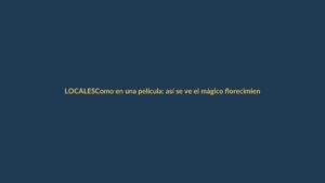 Como en una película: así se ve el mágico florecimiento de los guayacanes amarillos en Loja