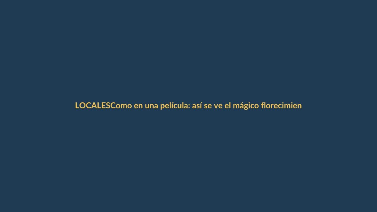 Como en una película: así se ve el mágico florecimiento de los guayacanes amarillos en Loja