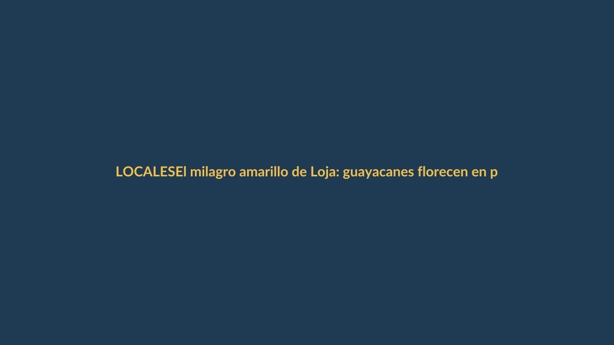 El milagro amarillo de Loja: guayacanes florecen en plena sequía