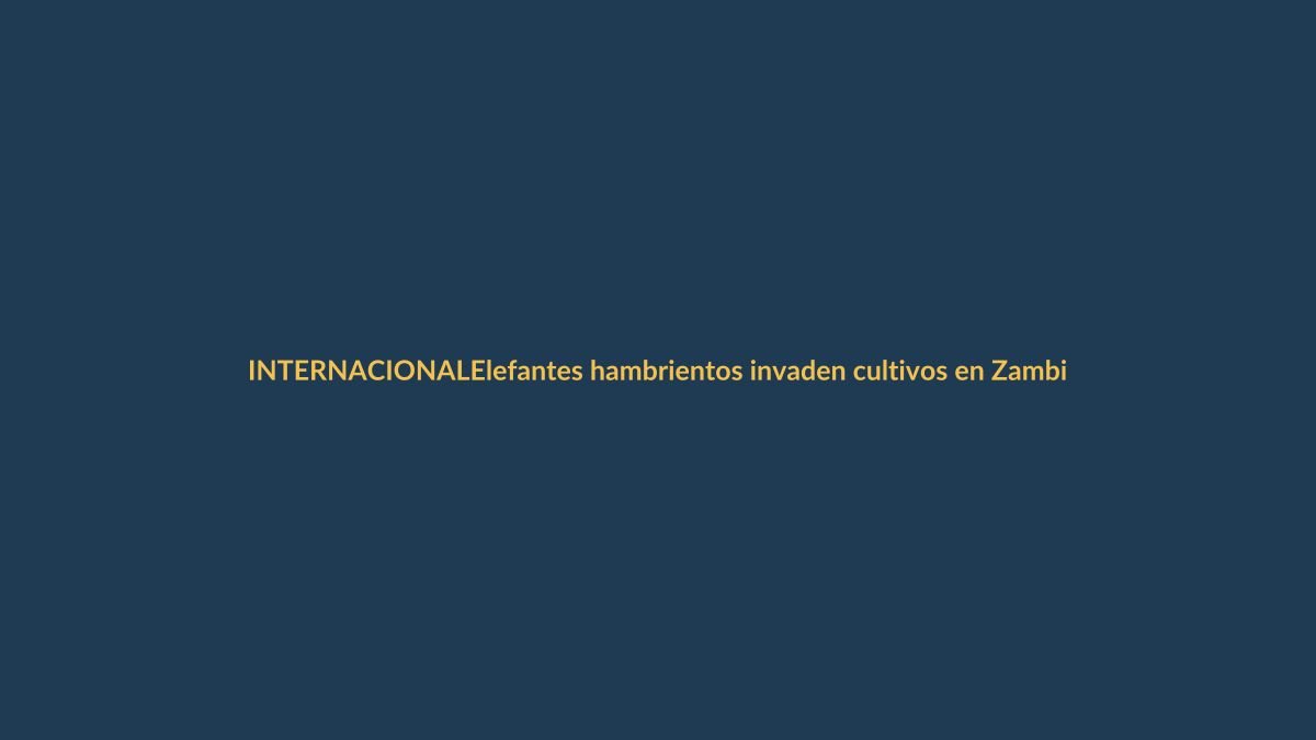 Elefantes hambrientos invaden cultivos en Zambia: una alerta climática para Ecuador