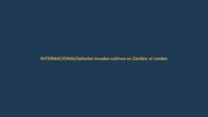 Elefantes invaden cultivos en Zambia: el cambio climático agudiza el conflicto con agricultores