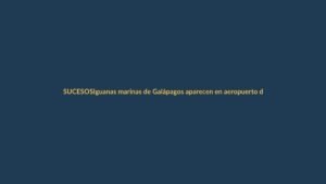 Iguanas marinas de Galápagos aparecen en aeropuerto de Ecuador: ¿qué pasó?