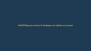 Iguanas marinas de Galápagos son halladas en aeropuerto: alerta ambiental