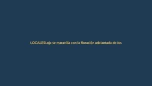 Loja se maravilla con la floración adelantada de los guayacanes