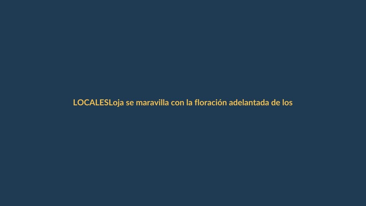 Loja se maravilla con la floración adelantada de los guayacanes