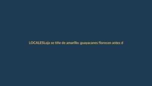 Loja se tiñe de amarillo: guayacanes florecen antes de tiempo