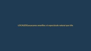 Guayacanes amarillos: el espectáculo natural que tiñe de oro los bosques de Loja
