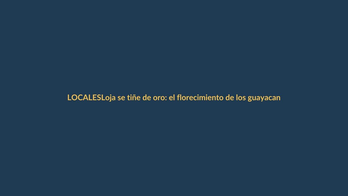 Loja se tiñe de oro: el florecimiento de los guayacanes es un espectáculo único